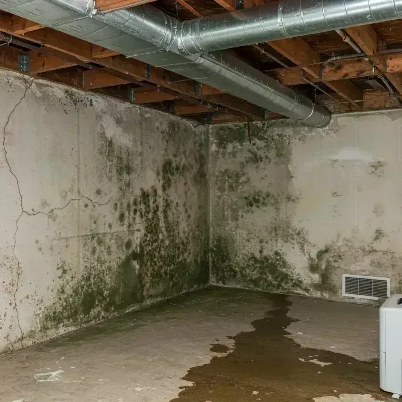 Professional Mold Removal in Belle Meade, TN